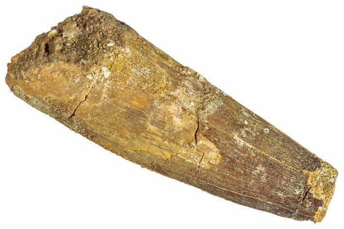 Bargain Fossil Spinosaurus Tooth - Real Dinosaur Tooth #268176